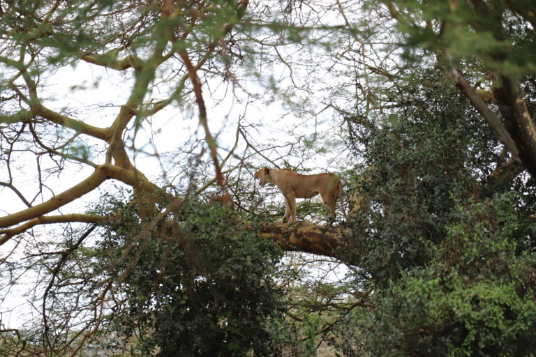Lion dans l'arbre